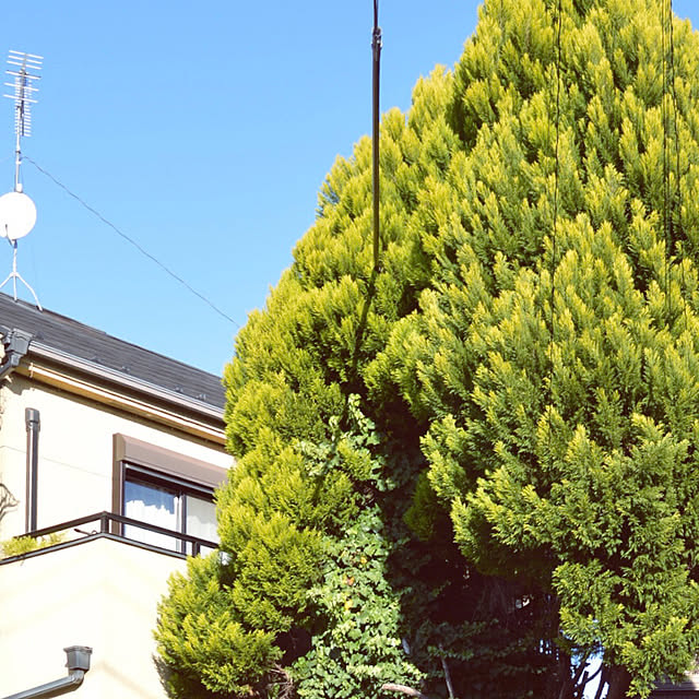 madamkaoriさんの実例写真