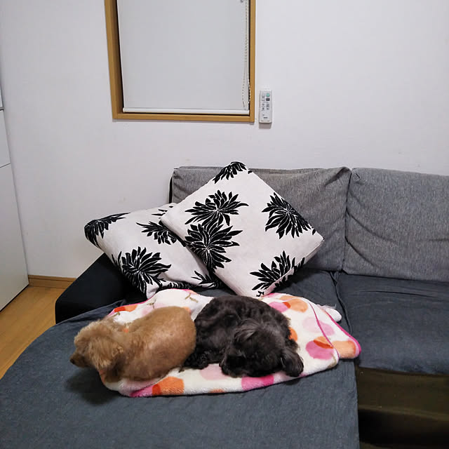 chachaさんの実例写真