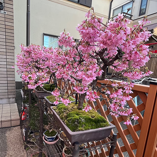 shunrikoさんの実例写真