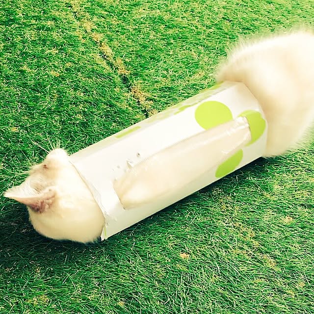 Chekaさんの実例写真