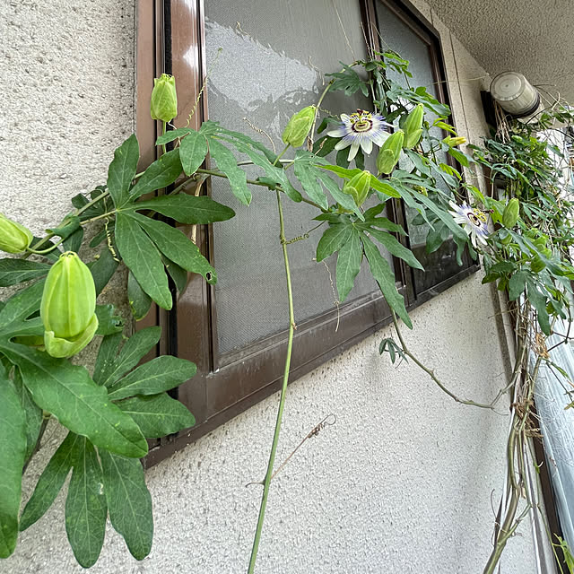 buchiさんの実例写真