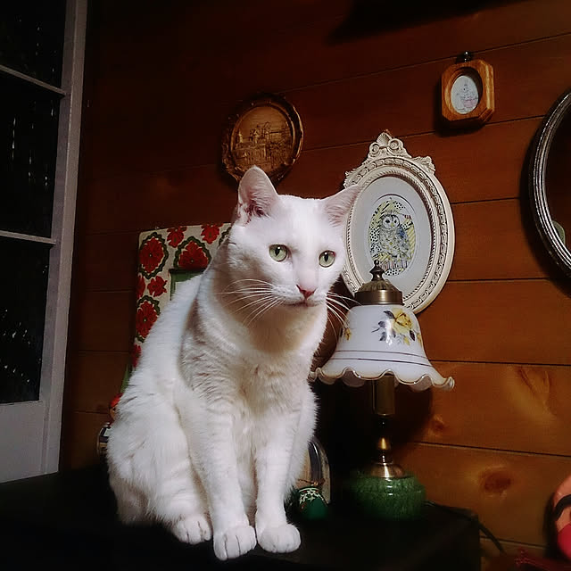 amifuuさんの実例写真