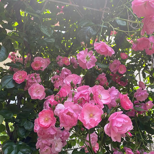 RoseLife5818さんの部屋