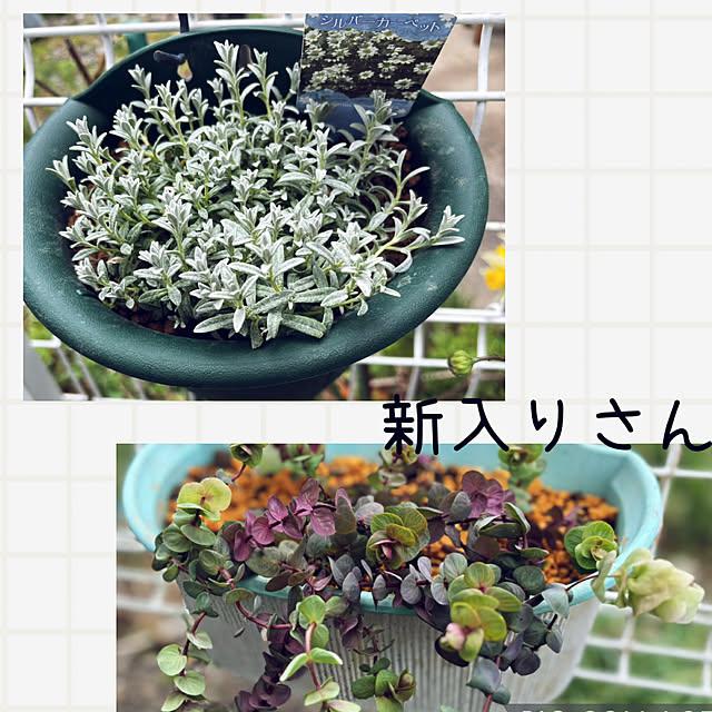 CoCo0617さんの部屋