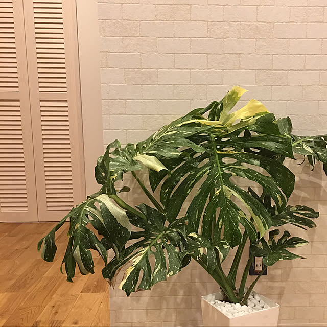 ha.lucaさんの実例写真