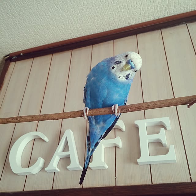 opiopiopiさんの実例写真