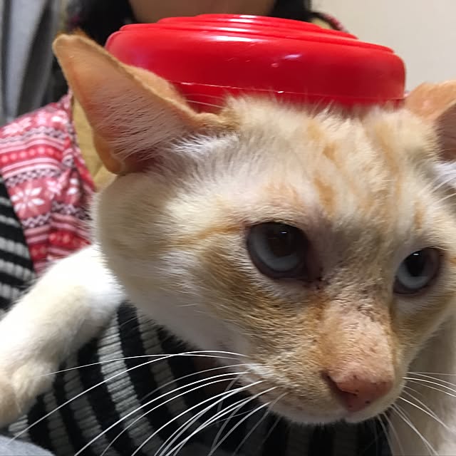 hinamamaさんの実例写真