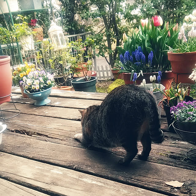 showさんの実例写真