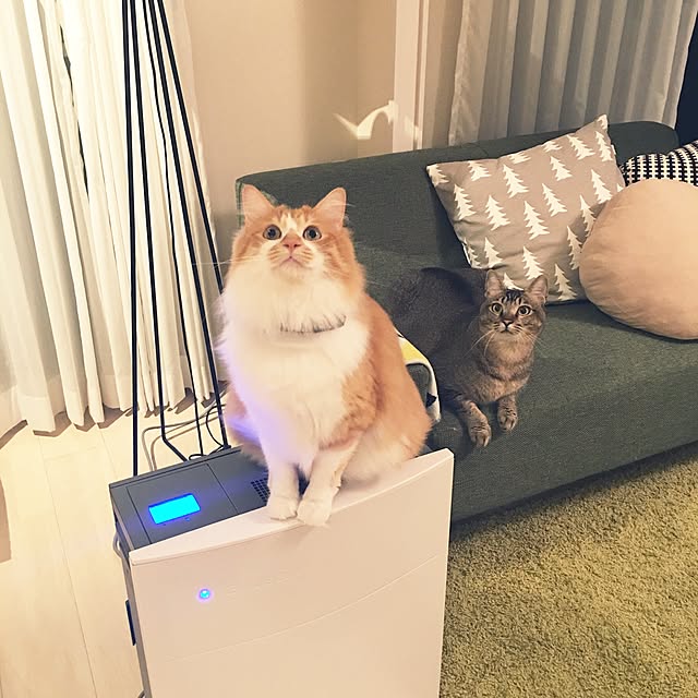 Reikoさんの実例写真