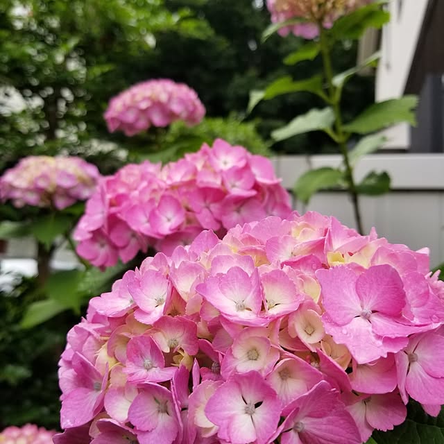 midoriさんの実例写真