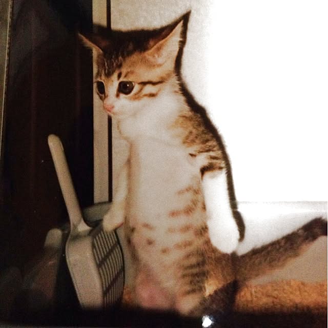 kayocoさんの実例写真