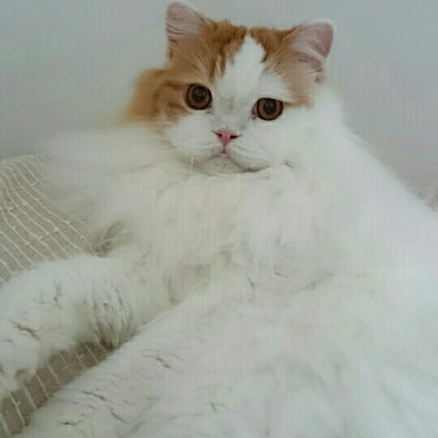 1ldksさんの実例写真
