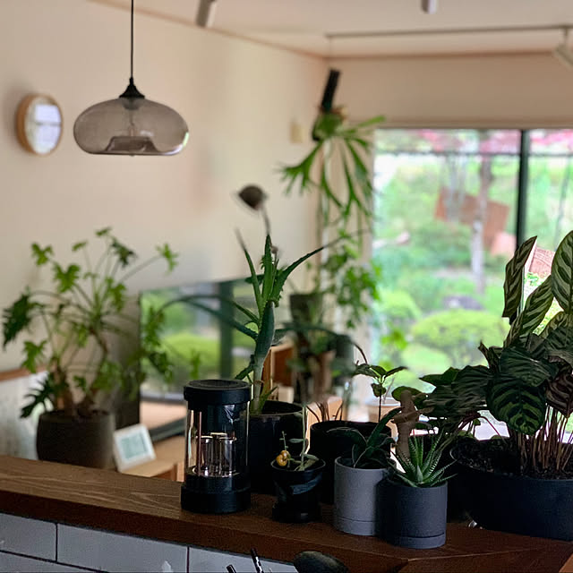 部屋全体/観葉植物のある暮らし/観葉植物/ペンダントライト/ウンベラータ...などのインテリア実例 - 2024-07-22 19:53:37