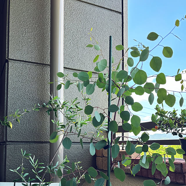 koshiregutyoさんの部屋