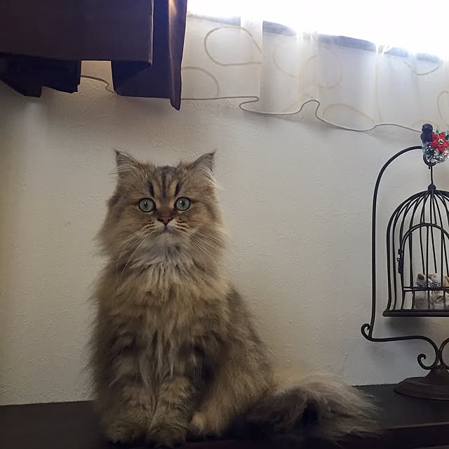 butachanさんの実例写真
