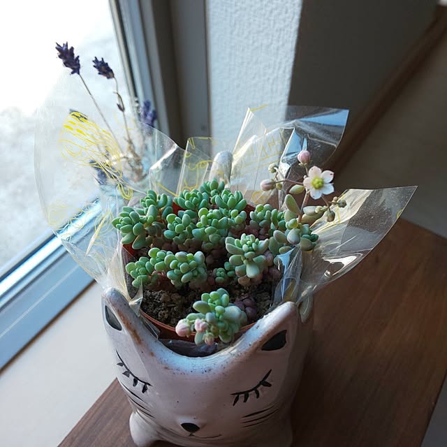 KOHAKUさんの実例写真