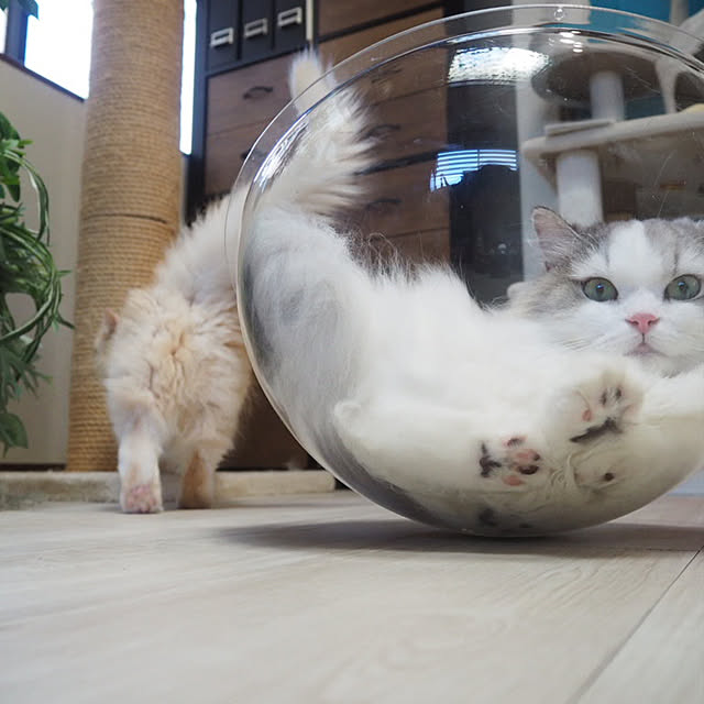 harulalalaさんの実例写真