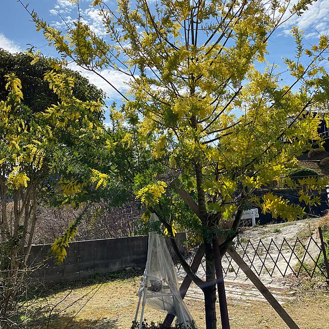 musasi1018maririnさんの実例写真