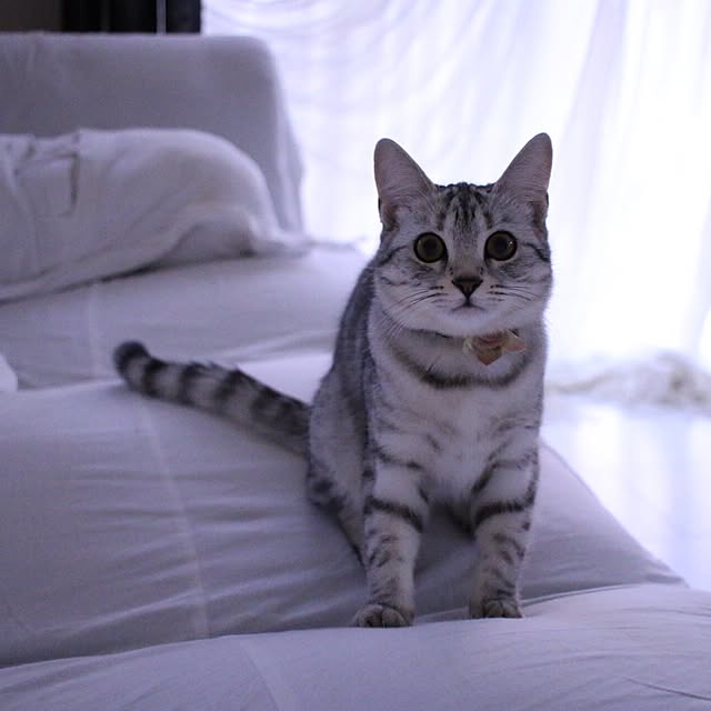 miiさんの実例写真