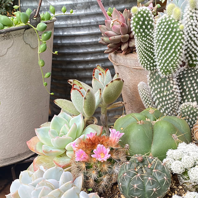 mintteaさんの部屋