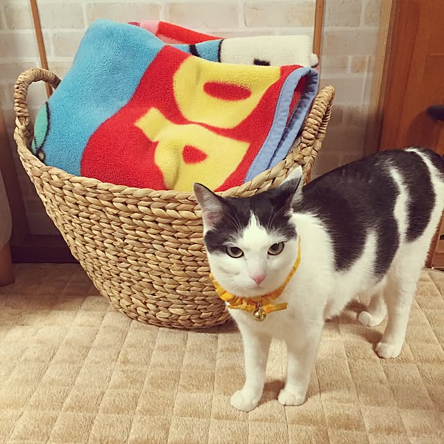 miiko3さんの実例写真