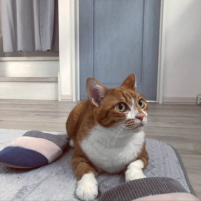myuuさんの実例写真