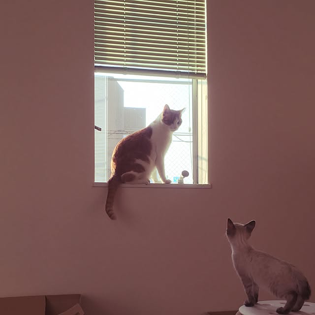 myk93さんの実例写真