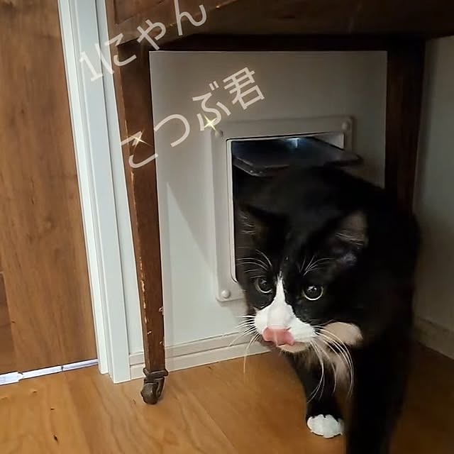 kankanmom_horn_5catsさんの実例写真