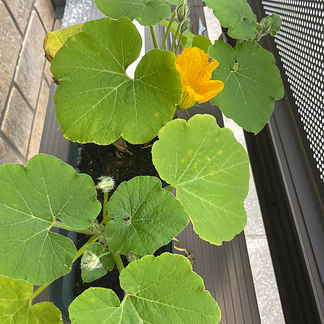 huangmuさんの部屋