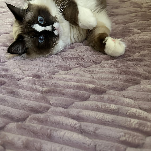 pupuさんの実例写真