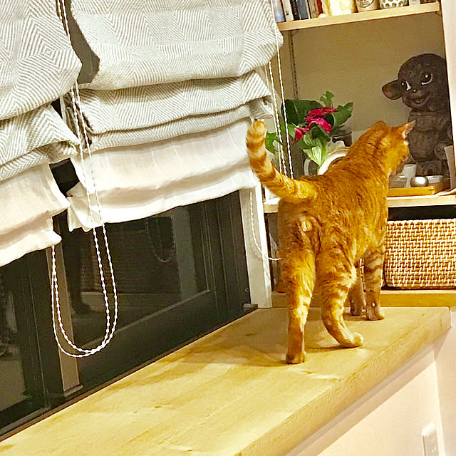pooさんの実例写真