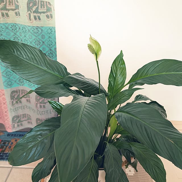 KOHAKUさんの部屋
