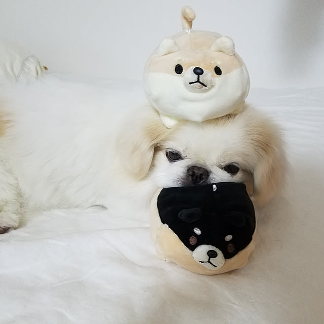 Arahimaさんの実例写真
