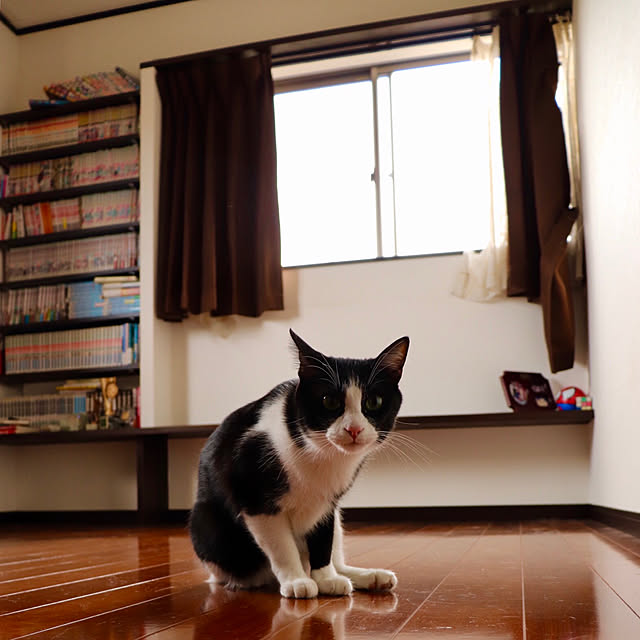 butachanさんの実例写真