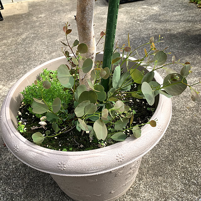eshinobumさんの部屋