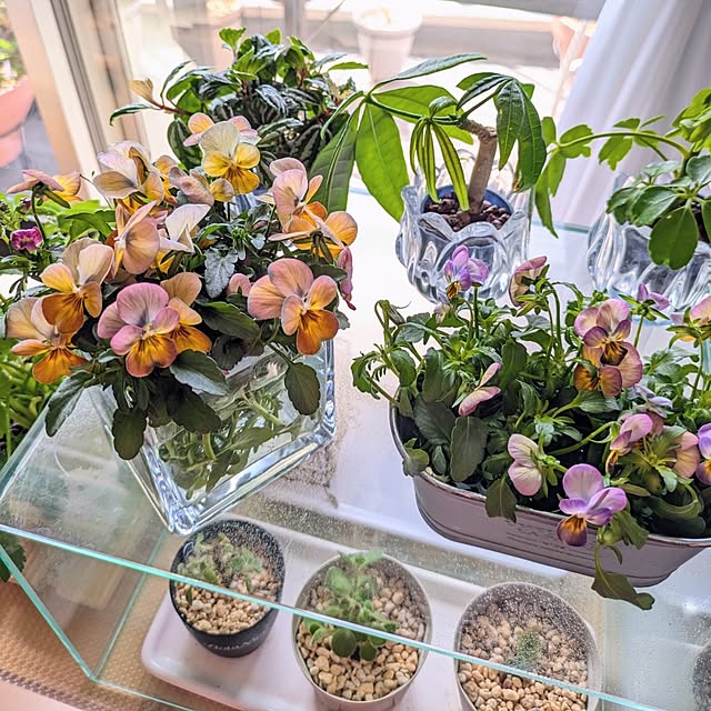 mi-saさんの実例写真