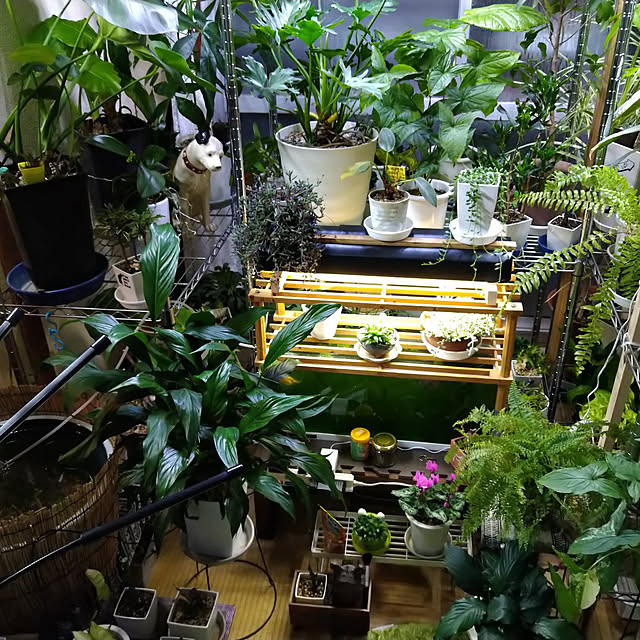 chinchiro0521さんの実例写真