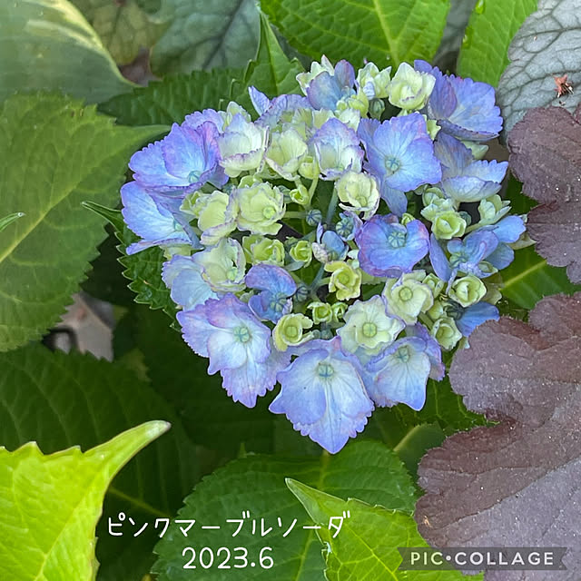 buchiさんの部屋