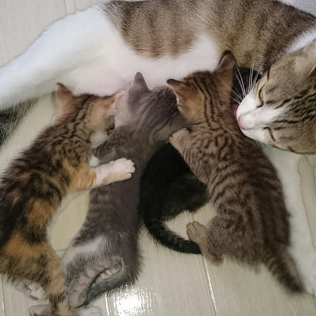 gurikoさんの実例写真