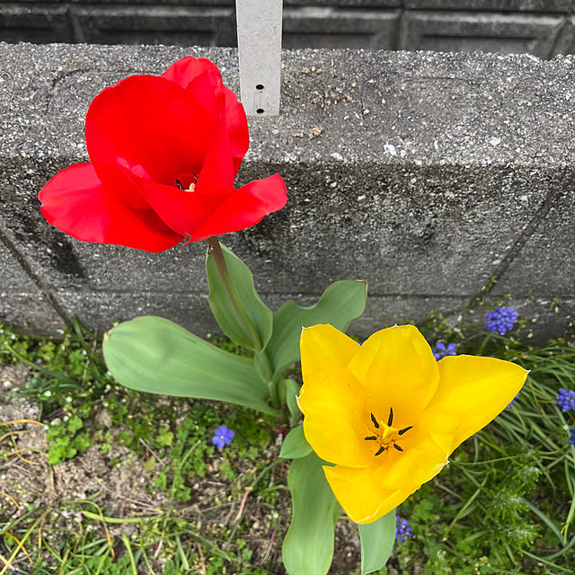 yokoさんの実例写真