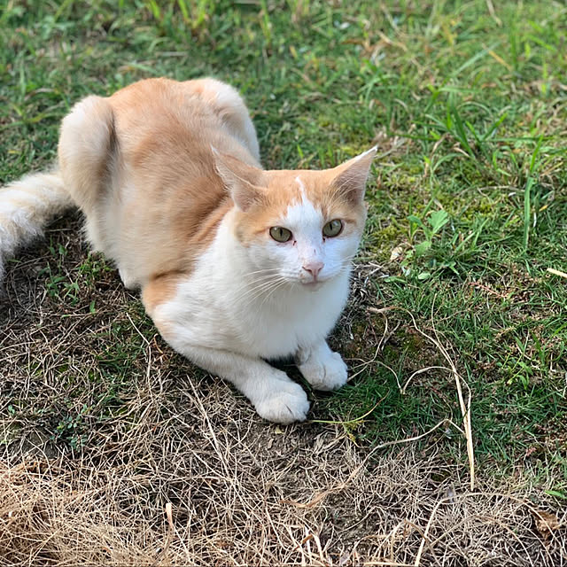 himetanさんの実例写真