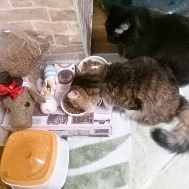 リビング/セリア/猫部/ペットのインテリア実例 - 2014-07-21 19:29:05