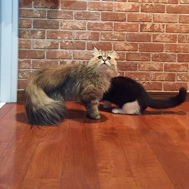 butachanさんの実例写真