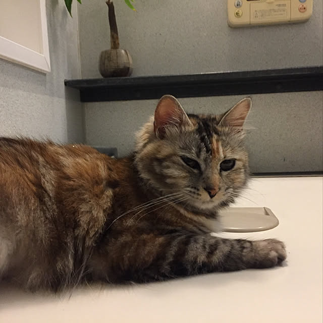 バス/トイレ/風呂フタ/TOTOお風呂/猫/ひたちなか市...などのインテリア実例 - 2018-04-14 15:04:14