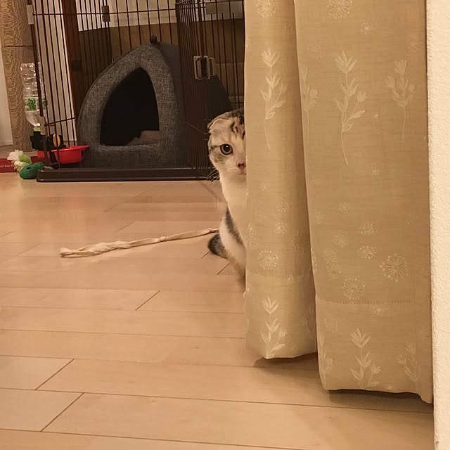 yokkochanさんの実例写真