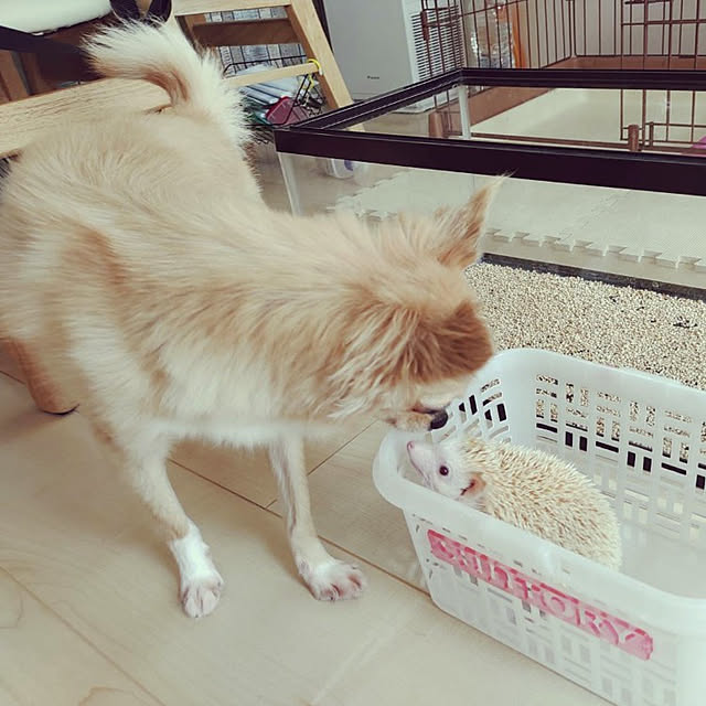 kouさんの実例写真