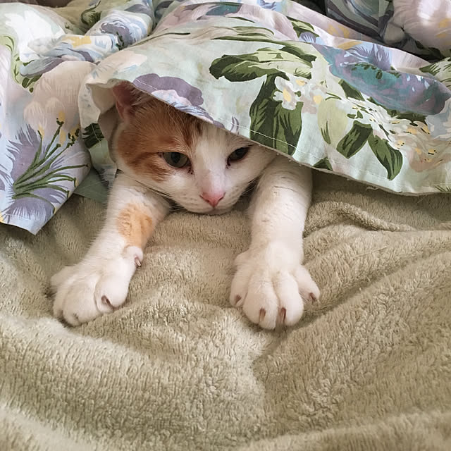 bikkeさんの実例写真