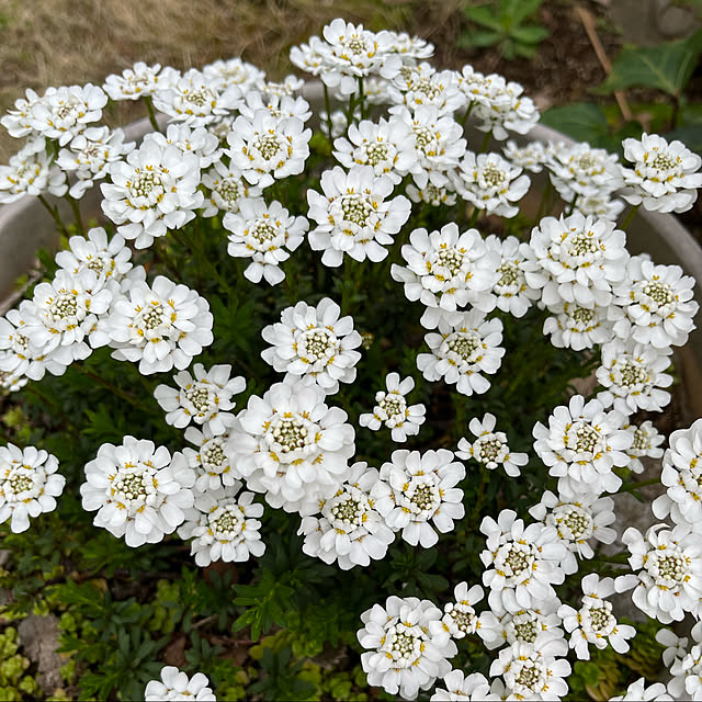 maimaiさんの実例写真