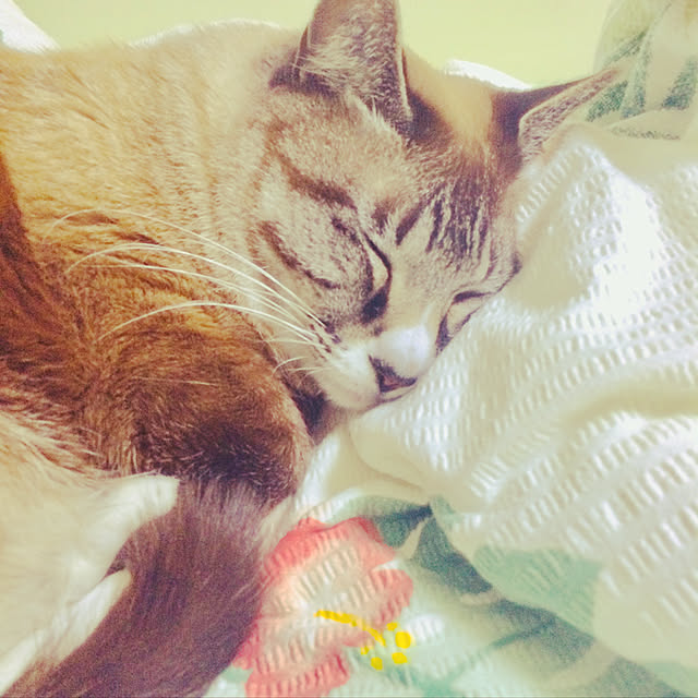 Liaさんの実例写真