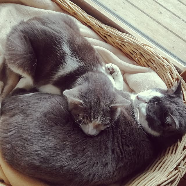 Maki-nekomamireさんの実例写真